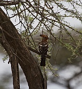 African hoopoe (upupa africana), Serengeti